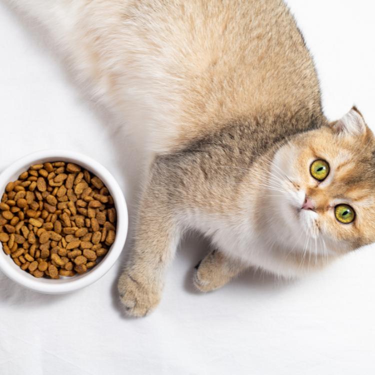 Cat Dry Food