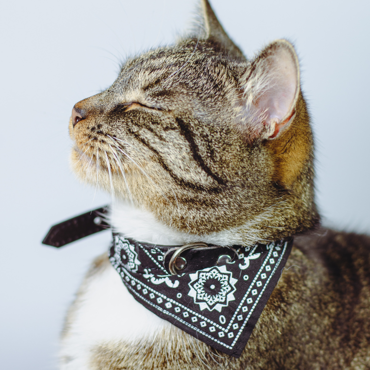 Cat collars harnesses & Leashes