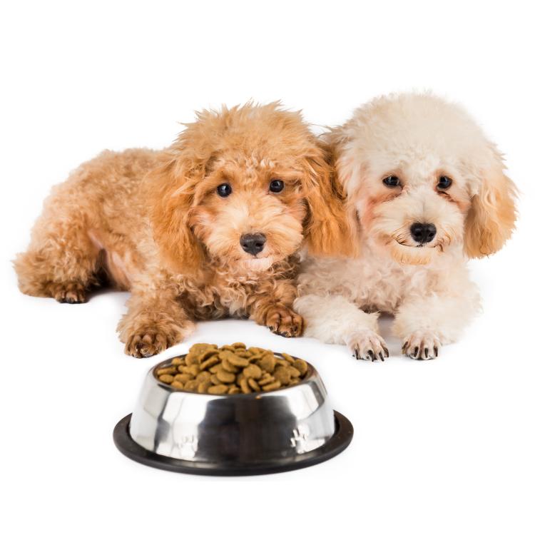 Dog Dry Food