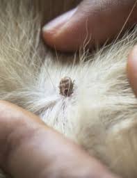 Cat Flea & Tick