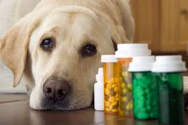 Dog vitamins & Supplements