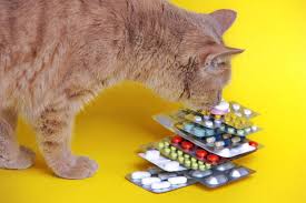 cat pharmacy