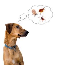 Dog Flea & Tick