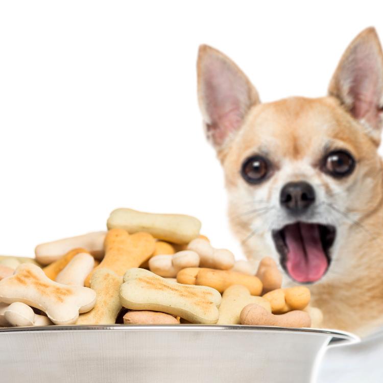 Dog Treats