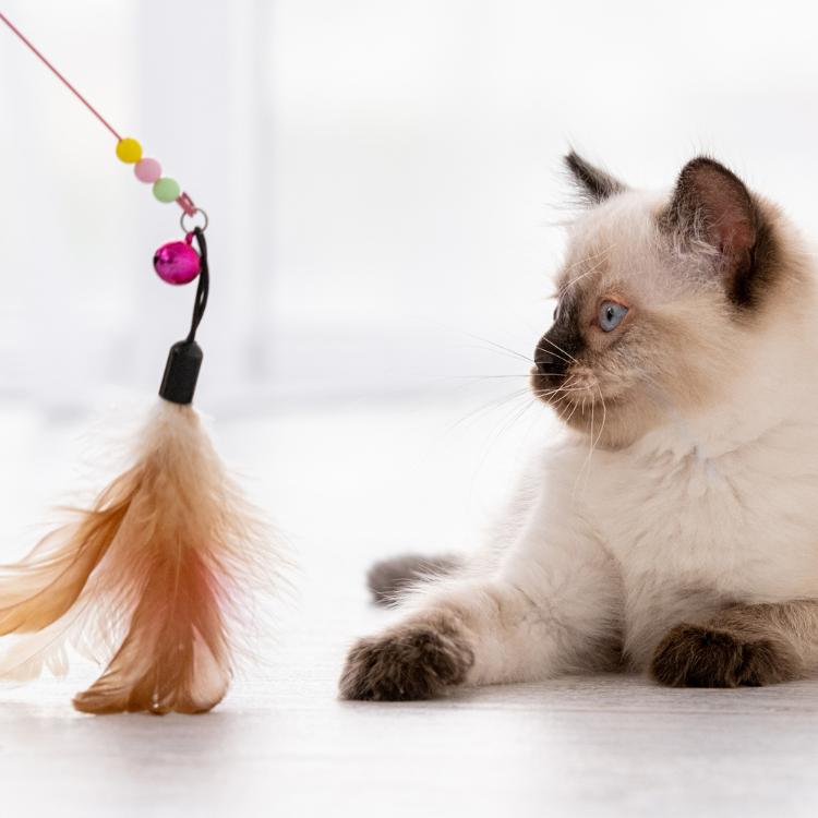 cat Toys