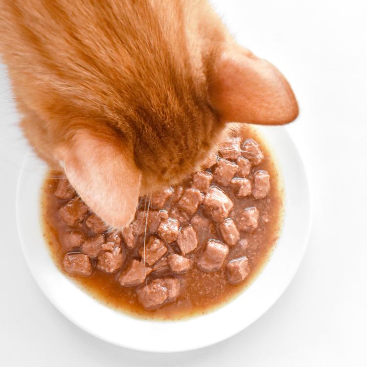 Cat wet food