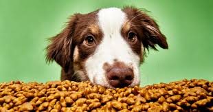 Shop all Dog food & Treats