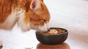 Shop all cat food & Treats