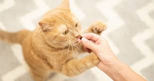 Cat Vitamins & Supplements