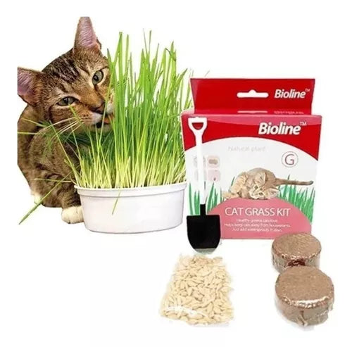 Bioline Cat Grass Kit – Fresh Catnip Grass for Cats