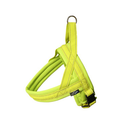 Colored dog harness with leash