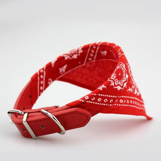 Dog collar with scarf