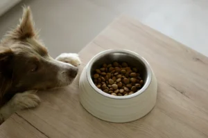Healthy Dog Diet Tips Every Owner Needs