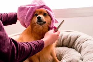Dog Grooming at Home on a Budget
