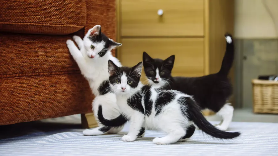 Fostering Kittens Guide: Raising Tiny Lives Right