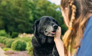Senior Dog Care Essentials